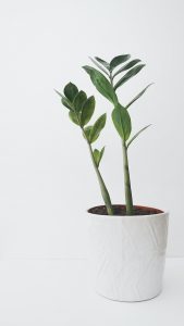 Plant growing